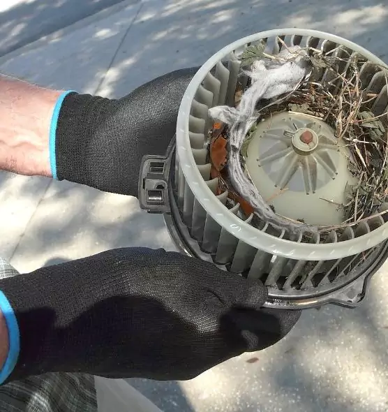 About Air Duct Mice Removal in Memphis, TN